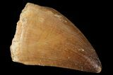 Mosasaur (Prognathodon) Tooth - Morocco #101053-1